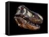 A Genuine Fossilized Skull of a T. Rex-Stocktrek Images-Framed Stretched Canvas