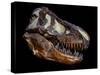 A Genuine Fossilized Skull of a T. Rex-Stocktrek Images-Stretched Canvas