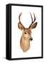 A Genuine Stuffed AKA Taxidermy Dear Head with Beautiful Antlers Isolated on White with Room for Yo-mikeledray-Framed Stretched Canvas