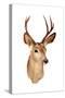 A Genuine Stuffed AKA Taxidermy Dear Head with Beautiful Antlers Isolated on White with Room for Yo-mikeledray-Stretched Canvas