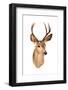 A Genuine Stuffed AKA Taxidermy Dear Head with Beautiful Antlers Isolated on White with Room for Yo-mikeledray-Framed Photographic Print