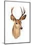 A Genuine Stuffed AKA Taxidermy Dear Head with Beautiful Antlers Isolated on White with Room for Yo-mikeledray-Mounted Photographic Print