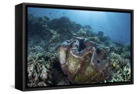 A Giant Clam Grows on a Reef in Raja Ampat-Stocktrek Images-Framed Stretched Canvas