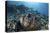 A Giant Clam Grows on a Reef in Raja Ampat-Stocktrek Images-Stretched Canvas