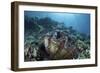 A Giant Clam Grows on a Reef in Raja Ampat-Stocktrek Images-Framed Photographic Print