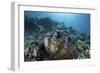 A Giant Clam Grows on a Reef in Raja Ampat-Stocktrek Images-Framed Photographic Print