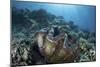 A Giant Clam Grows on a Reef in Raja Ampat-Stocktrek Images-Mounted Photographic Print