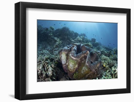 A Giant Clam Grows on a Reef in Raja Ampat-Stocktrek Images-Framed Photographic Print