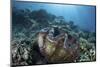 A Giant Clam Grows on a Reef in Raja Ampat-Stocktrek Images-Mounted Photographic Print