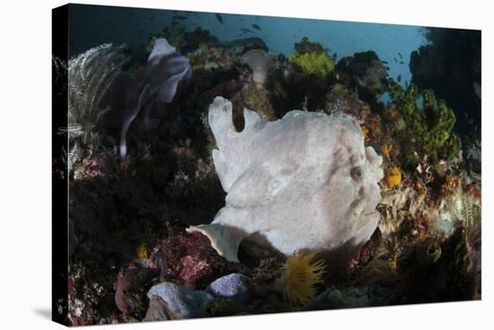 A Giant Frogfish Blends into its Reef Surroundings in Indonesia-Stocktrek Images-Stretched Canvas