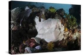 A Giant Frogfish Blends into its Reef Surroundings in Indonesia-Stocktrek Images-Stretched Canvas