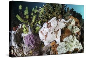 A Giant Frogfish Blends into its Reef Surroundings in Indonesia-Stocktrek Images-Stretched Canvas