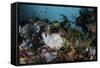 A Giant Frogfish Blends into its Reef Surroundings in Indonesia-Stocktrek Images-Framed Stretched Canvas