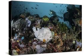 A Giant Frogfish Blends into its Reef Surroundings in Indonesia-Stocktrek Images-Stretched Canvas