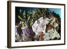 A Giant Frogfish Blends into its Reef Surroundings in Indonesia-Stocktrek Images-Framed Photographic Print