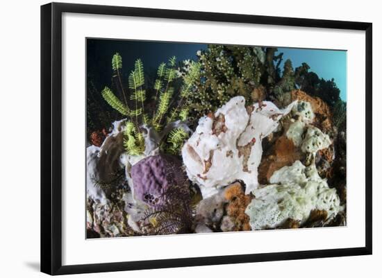 A Giant Frogfish Blends into its Reef Surroundings in Indonesia-Stocktrek Images-Framed Photographic Print