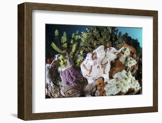 A Giant Frogfish Blends into its Reef Surroundings in Indonesia-Stocktrek Images-Framed Photographic Print