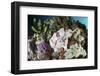 A Giant Frogfish Blends into its Reef Surroundings in Indonesia-Stocktrek Images-Framed Photographic Print