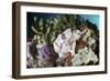 A Giant Frogfish Blends into its Reef Surroundings in Indonesia-Stocktrek Images-Framed Photographic Print