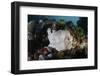 A Giant Frogfish Blends into its Reef Surroundings in Indonesia-Stocktrek Images-Framed Photographic Print