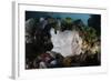 A Giant Frogfish Blends into its Reef Surroundings in Indonesia-Stocktrek Images-Framed Photographic Print