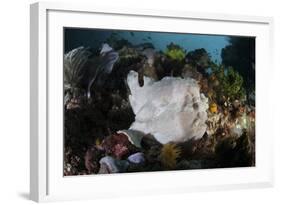 A Giant Frogfish Blends into its Reef Surroundings in Indonesia-Stocktrek Images-Framed Photographic Print