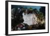 A Giant Frogfish Blends into its Reef Surroundings in Indonesia-Stocktrek Images-Framed Photographic Print