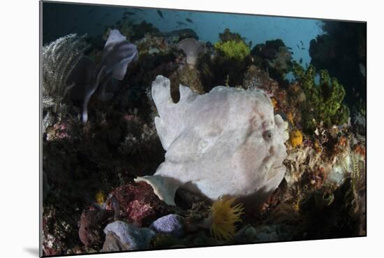 A Giant Frogfish Blends into its Reef Surroundings in Indonesia-Stocktrek Images-Mounted Photographic Print