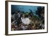 A Giant Frogfish Blends into its Reef Surroundings in Indonesia-Stocktrek Images-Framed Photographic Print