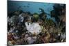 A Giant Frogfish Blends into its Reef Surroundings in Indonesia-Stocktrek Images-Mounted Photographic Print