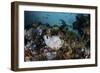 A Giant Frogfish Blends into its Reef Surroundings in Indonesia-Stocktrek Images-Framed Photographic Print