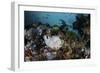 A Giant Frogfish Blends into its Reef Surroundings in Indonesia-Stocktrek Images-Framed Photographic Print