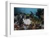 A Giant Frogfish Blends into its Reef Surroundings in Indonesia-Stocktrek Images-Framed Photographic Print