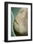 A Giant Frogfish Hides from Potential Prey in a Sponge-Stocktrek Images-Framed Photographic Print