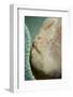 A Giant Frogfish Hides from Potential Prey in a Sponge-Stocktrek Images-Framed Photographic Print