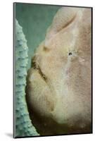A Giant Frogfish Hides from Potential Prey in a Sponge-Stocktrek Images-Mounted Photographic Print