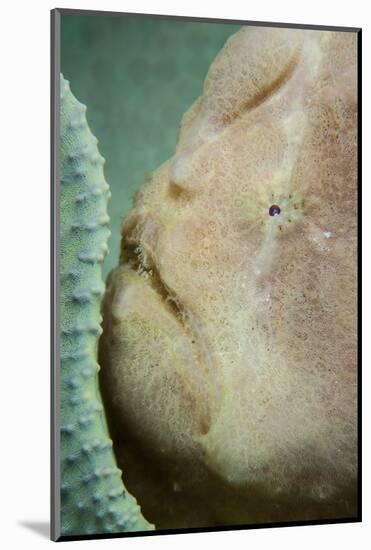 A Giant Frogfish Hides from Potential Prey in a Sponge-Stocktrek Images-Mounted Photographic Print