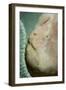 A Giant Frogfish Hides from Potential Prey in a Sponge-Stocktrek Images-Framed Photographic Print