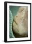 A Giant Frogfish Hides from Potential Prey in a Sponge-Stocktrek Images-Framed Photographic Print