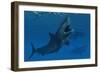 A Giant Megalodon Shark During the Cenozoic Era of Time-Stocktrek Images-Framed Art Print