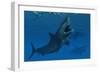 A Giant Megalodon Shark During the Cenozoic Era of Time-Stocktrek Images-Framed Art Print