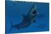 A Giant Megalodon Shark During the Cenozoic Era of Time-Stocktrek Images-Stretched Canvas