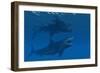 A Giant Megalodon Shark During the Cenozoic Era of Time-Stocktrek Images-Framed Art Print