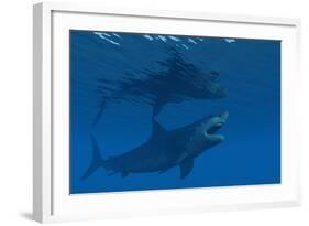 A Giant Megalodon Shark During the Cenozoic Era of Time-Stocktrek Images-Framed Art Print