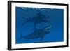 A Giant Megalodon Shark During the Cenozoic Era of Time-Stocktrek Images-Framed Art Print