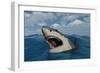 A Giant Megalodon Shark-Stocktrek Images-Framed Art Print