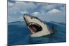 A Giant Megalodon Shark-Stocktrek Images-Mounted Art Print
