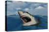 A Giant Megalodon Shark-Stocktrek Images-Stretched Canvas