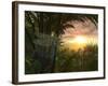 A Giant Meganeura with a 30-Inch Wingspan Witnesses a Sunrise-Stocktrek Images-Framed Photographic Print