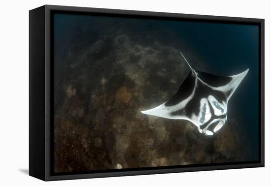 A Giant Oceanic Manta Ray with Distinct Markings, Topside View-null-Framed Stretched Canvas